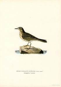 Vattenpipare (färg litho) av Magnus Ferdinand and Wilhelm von Wright