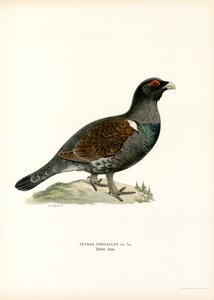 Västra tjäder (färg litho) av Magnus Ferdinand and Wilhelm von Wright