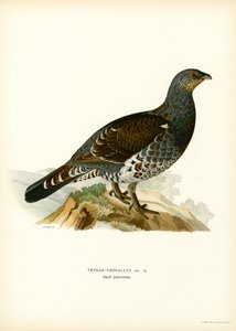 Västra tjäder (färg litho) av Magnus Ferdinand and Wilhelm von Wright