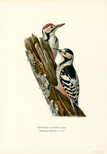 Vitryggig hackspett (färg litho) av Magnus Ferdinand and Wilhelm von Wright