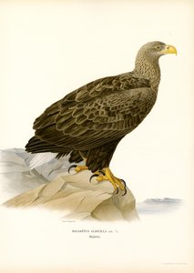 Havsörn (färg litho) av Magnus Ferdinand and Wilhelm von Wright