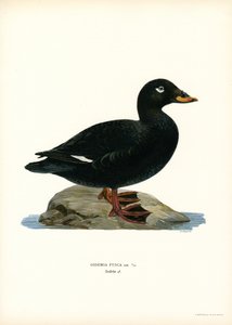 White-winged Scoter (färg litho) av Magnus Ferdinand and Wilhelm von Wright