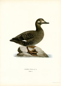 Vitvingad scoter (färg litho) av Magnus Ferdinand and Wilhelm von Wright