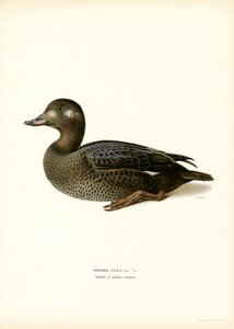 White-winged Scoter (färg litho) av Magnus Ferdinand and Wilhelm von Wright
