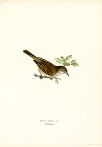 Whitethroat (färg litho) av Magnus Ferdinand and Wilhelm von Wright