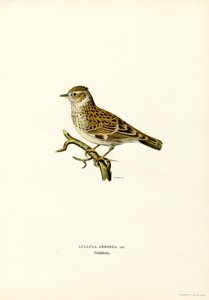 Trälärka (färg litho) av Magnus Ferdinand and Wilhelm von Wright