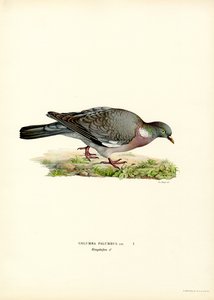Wood Pigeon (färg litho) av Magnus Ferdinand and Wilhelm von Wright