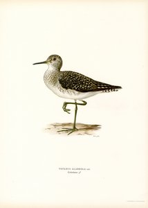 Träsnäppa (färg litho) av Magnus Ferdinand and Wilhelm von Wright