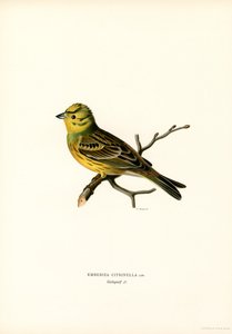 Gul Bunting (färg litho) av Magnus Ferdinand and Wilhelm von Wright