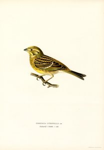 Gulhammare (Emberiza citrinella) (färg litho) av Magnus Ferdinand and Wilhelm von Wright