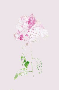 Sammanfattning: Rosa blomning