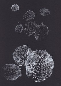 Botaniska bladmönster