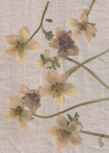 Ömtåliga pressade blommor