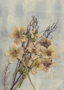 Ömtåliga pressade blommor av Maira Ribena