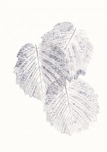 Minimalistiska bladtexturer av Maira Ribena