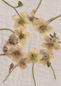 Krans av pressade blommor av Maira Ribena