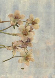 Mjuka blå pressade blommor av Maira Ribena