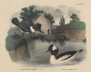 Belted King Fisher och Buffel Headed Duck, från "The Cabinet of Natural History and American Rural Sports" av J. och T. Doughty, 1832. av Mannevillette Elihu Dearing Brown