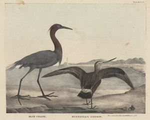 Blue Crane, Hudsonian Godwit, litho av Childs und Inman, från 