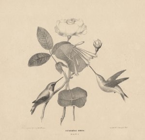 Kolibrier, från "Life on Stone", 1832 av Mannevillette Elihu Dearing Brown