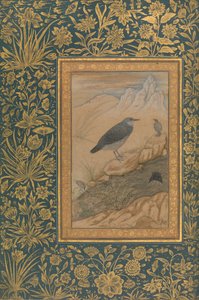 Diving Dipper and Other Birds, Folio från Shah Jahan Album, recto: ca. 1610-15.