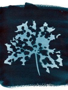 Sjukt blad, 2023 (cyanotypi) av Marco Campedelli