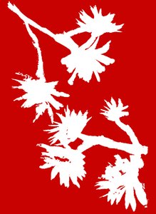Succulent_1, 2022 (tusch på papper) av Marco Campedelli