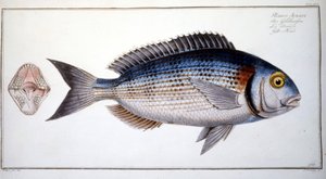 Naturhistorisk skylt: Braxen av Marc Elieser Bloch Ichtyologie Paris - Berlin - London 1787. av Marcus Élieser Bloch