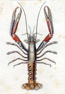 Natural History Plate: The Langoustine efter Marc Elieser Bloch Ichtyologie Paris - Berlin - London 1787. av Marcus Élieser Bloch
