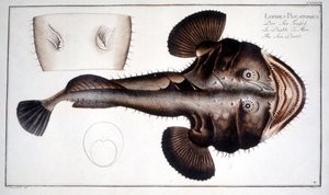 Naturhistorisk skylt: Lotte d