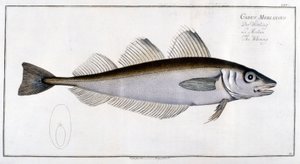 Naturhistorisk styrelse: Vilingen efter Marc Elieser Bloch Ichtyologie Paris - Berlin - London 1787. av Marcus Élieser Bloch
