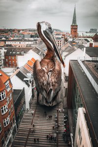 Jättepelikanstaden