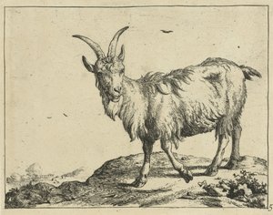 Stående get framifrån Goats and Bucks (serietitel)