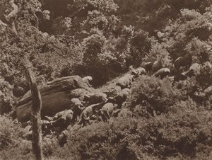 Buffalo i omslaget av Marcuswell Maxwell