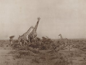 Giraffer i skrubben av Marcuswell Maxwell
