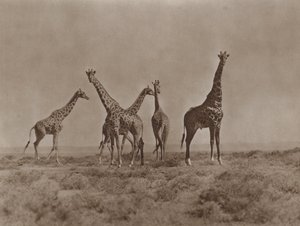 På Kenyas slätter av Marcuswell Maxwell