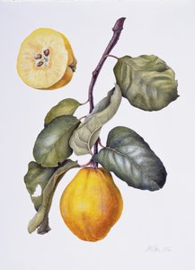 Quince (akvarell på papper)