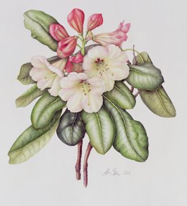 Rhododendron (akvarell på papper)