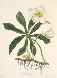 Svart Hellebore eller julros, från blommiga illustrationer av årstiderna, pub. 1829 (handfärgad gravyr) av Margaret Roscoe