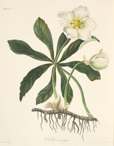 Svart Hellebore eller julros, från blommiga illustrationer av årstiderna, pub. 1829 (handfärgad gravyr) av Margaret Roscoe