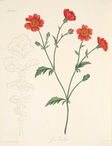 Chilenska Avens, från blom- illustrationer av säsongerna, pub. 1829 (handfärgad gravyr) av Margaret Roscoe