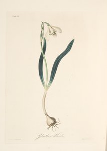 Vanlig snödroppe, från blom- illustrationer av årstiderna, pub. 1829 (handfärgad gravyr) av Margaret Roscoe