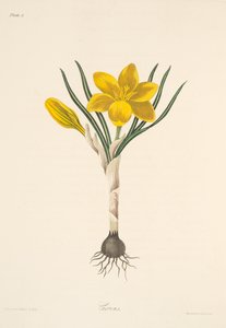 Gemensam gul krokus, från blom- illustrationer av säsongerna, pub. 1829 (handfärgad gravyr) av Margaret Roscoe