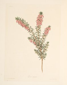 Köttfärgad, tidig flödande Heath, från blom- illustrationer av säsongerna, pub. 1829 (handfärgad gravyr) av Margaret Roscoe