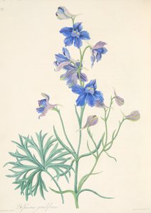Stor blommig larksporre, från blom- illustrationer av säsongerna, pub. 1829 (handfärgad gravyr)