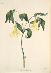 Stor blommig Bellwort, från blom- illustrationer av årstiderna, pub. 1829 (handfärgad gravyr)