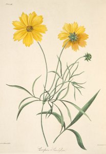 Stort blommigt Tickseed, från blom- illustrationer av årstiderna, pub. 1829 (handfärgad gravyr)