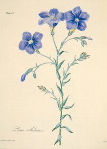 Narbonne lin, från blom- illustrationer av säsongerna, pub. 1829 (handfärgad gravyr) av Margaret Roscoe