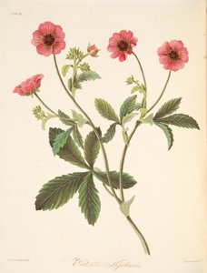 Nipal Potentilla, från blom- illustrationer av årstiderna, pub. 1829 (handfärgad gravyr) av Margaret Roscoe
