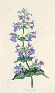 Ovate-leaved Penstemon, från Floral Illustrations of the Seasons, pub. 1829 (handfärgad gravyr) av Margaret Roscoe